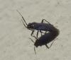 Pachytomella passerinii